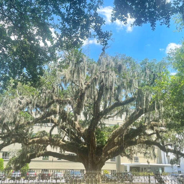 Erasure in Action: A Tour of Savannah
